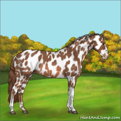 Horse Color:Chestnut Appaloosa 