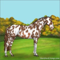Horse Color:Chestnut Appaloosa 