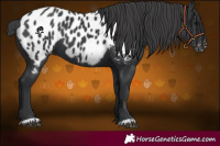 Horse Color:Black Appaloosa