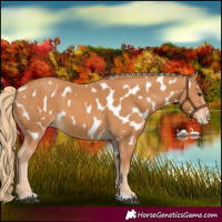 Horse Color:Chestnut Near Leopard 