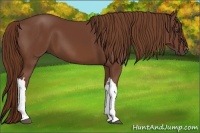 Horse Color:Chestnut 