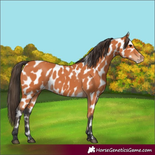 Horse Color:Bay Near Leopard 