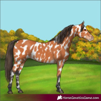 Horse Color:Bay Near Leopard 
