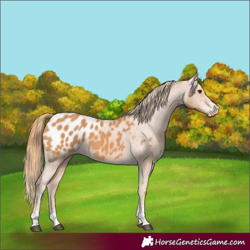 Horse Color:Chestnut Appaloosa 