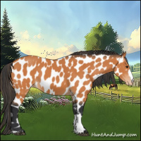 Horse Color:Bay Near Leopard 