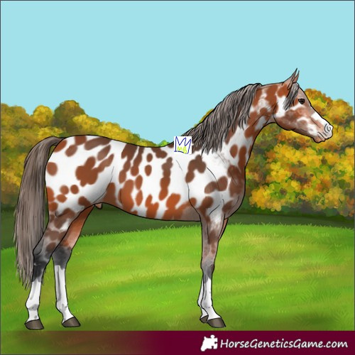 Horse Color:Bay Near Leopard 