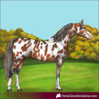 Horse Color:Bay Near Leopard 