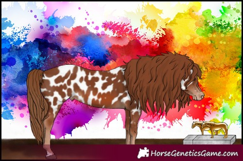 Horse Color:Chestnut Appaloosa 