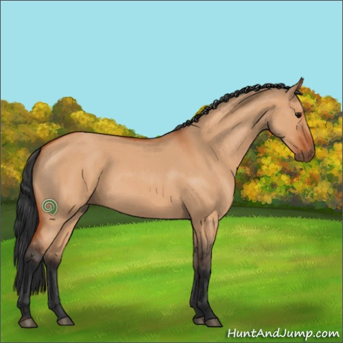 Horse Color:Bay Roan Dun 