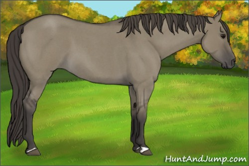 Horse Color:Smoky Grullo Roan 