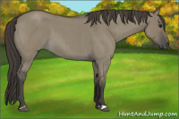 Horse Color:Smoky Grullo Roan 