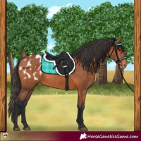 Horse Color:Bay Appaloosa 