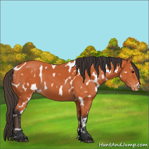 Horse Color:Bay Near Leopard 