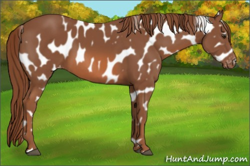 Horse Color:Chestnut Appaloosa 