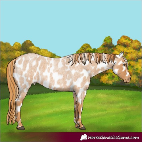Horse Color:Red Roan Appaloosa 