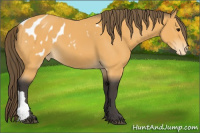 Horse Color:Buckskin Appaloosa
