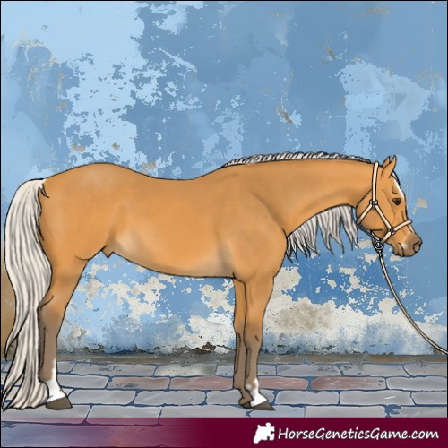 Horse Color:Silver Buckskin Sabino 