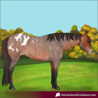 Horse Color:Bay Roan Blanket