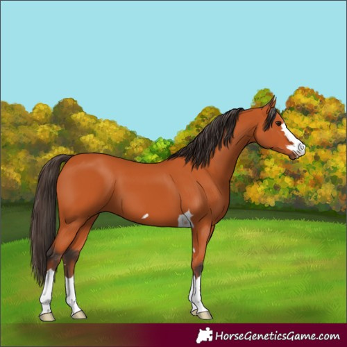 Horse Color:Bay 