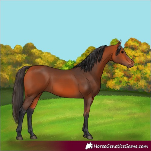 Horse Color:Bay 