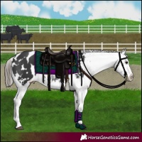 Horse Color:Black Appaloosa