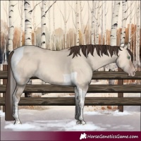 Horse Color:Amber Champagne Dun Tobiano 