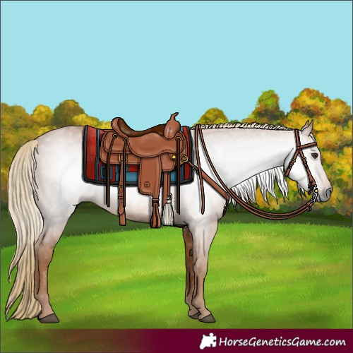 Horse Color:Gray Chestnut 