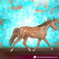 Horse Color:Chestnut Appaloosa 