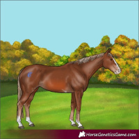 Horse Color:Chestnut Splash Tobiano 