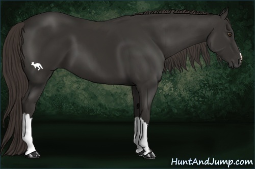 Horse Color:Liver Chestnut 