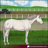 Horse Color:Smoky Creme Dun 