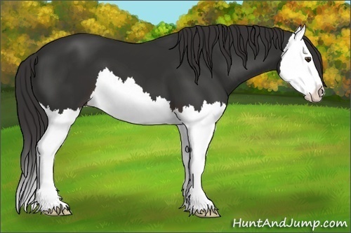 Horse Color:Liver Chestnut Splash
