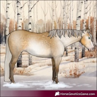 Horse Color:Gray Silver Classic Cream Champagne Dun