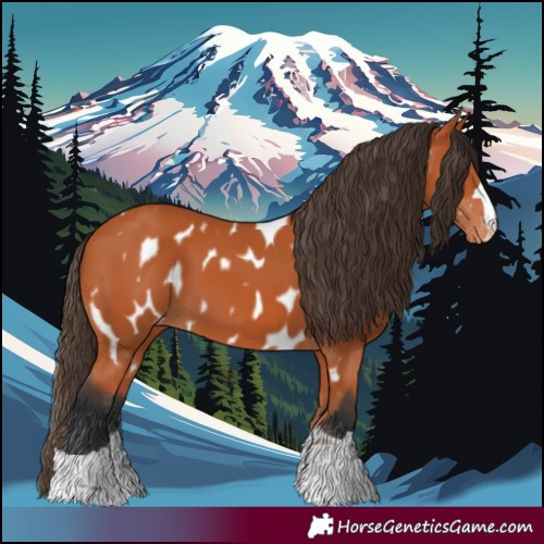 Horse Color:Bay Near Leopard