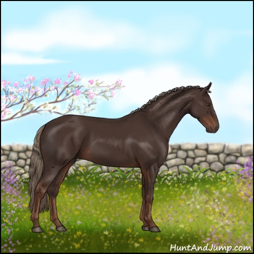 Horse Color:Liver Chestnut Rabicano 
