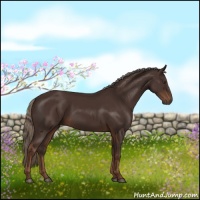 Horse Color:Liver Chestnut Rabicano 