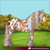 Horse Color:Chestnut Appaloosa 