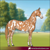 Horse Color:Chestnut Near Leopard 