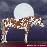 Horse Color:Chestnut Near Leopard 