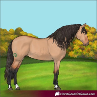 Horse Color:Bay Dun 