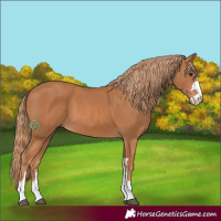 Horse Color:Chestnut 