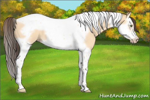 Horse Color:Amber Champagne Dun Splash Tobiano Frame 