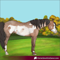 Horse Color:Sable Champagne Frame Rabicano 