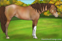 Horse Color:Gray Bay Pearl 