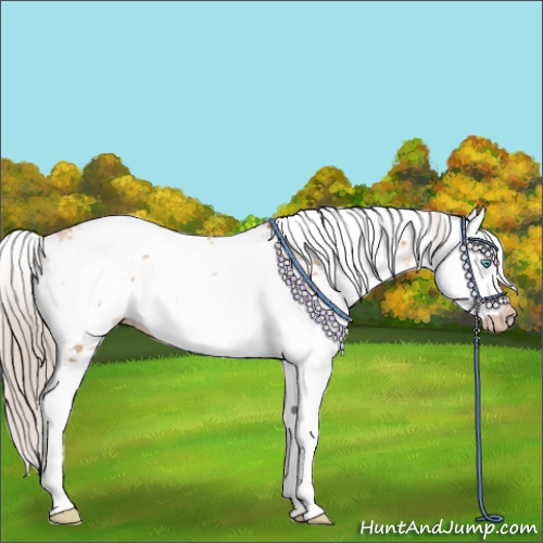 Horse Color:Gray Gold Cream Champagne Pearl Sabino Splash