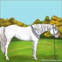 Horse Color:Gray Gold Cream Champagne Pearl Sabino Splash