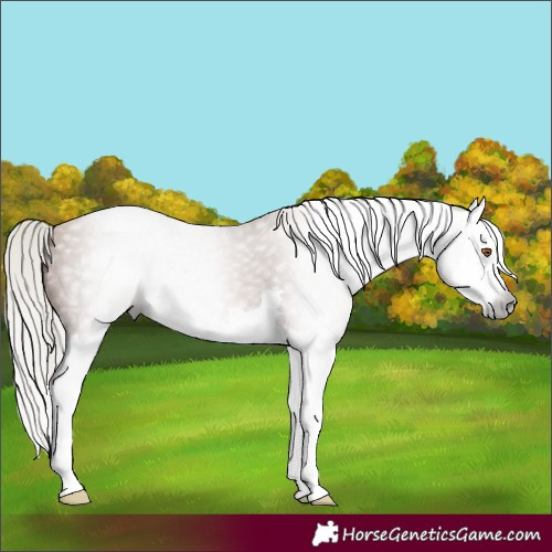 Horse Color:Gray Silver Black Pearl Splash