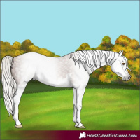 Horse Color:Gray Silver Black Pearl Splash