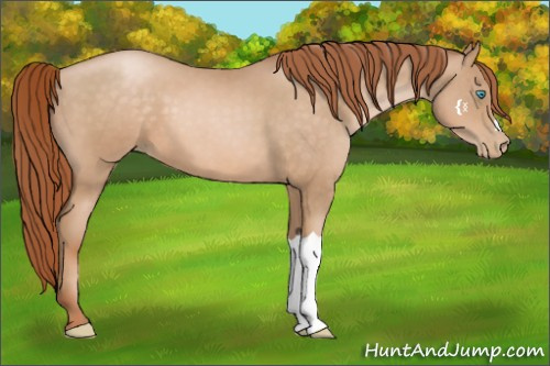 Horse Color:Buckskin Pearl