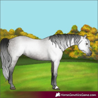 Horse Color:Gray Grullo 